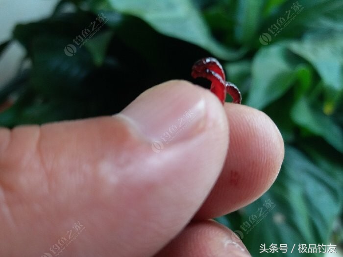 野钓红虫颗粒使用方法,冬季红虫野钓鲫鱼技巧