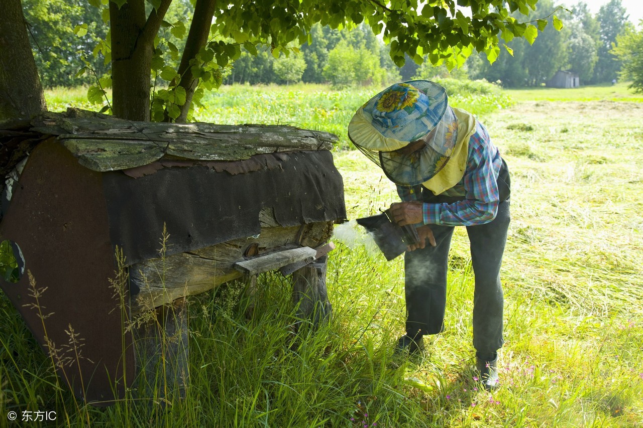 蜂蜜是劣质糖吗,都说蜂蜜里能掺假是真的吗