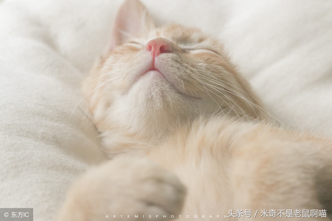 猫咪剃毛的正确方法视频,夏天给猫咪剃毛好不好