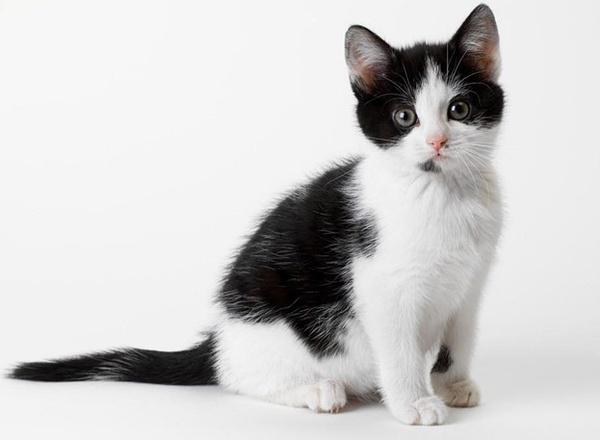 中华田园猫品种排行,中华田园猫的品种大全及图片