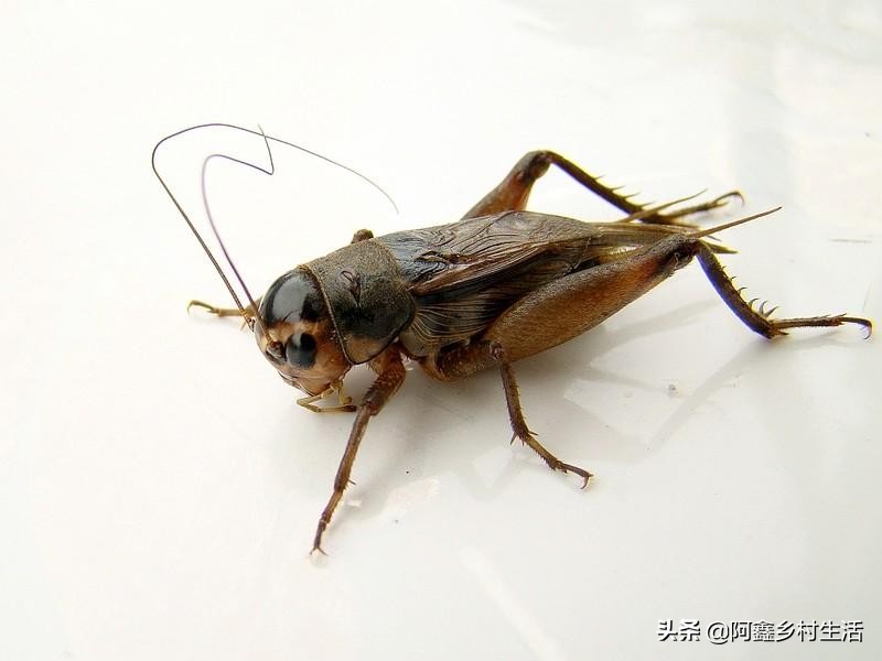 蟋蟀可以卖多少钱一只最便宜的,一个普通蟋蟀能卖多少钱