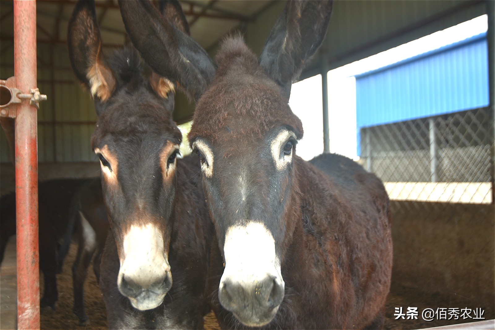 养殖20头毛驴利润,农民种植养殖年挣20万