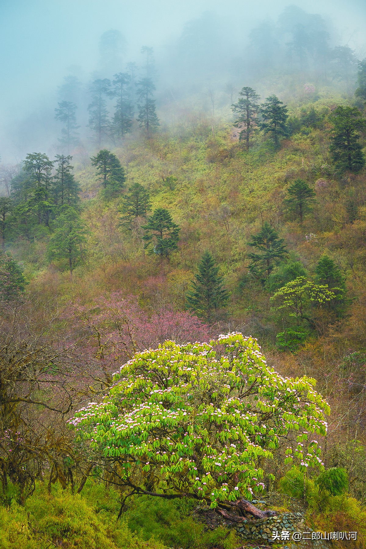 去喇叭河景区,去喇叭河玩住哪里
