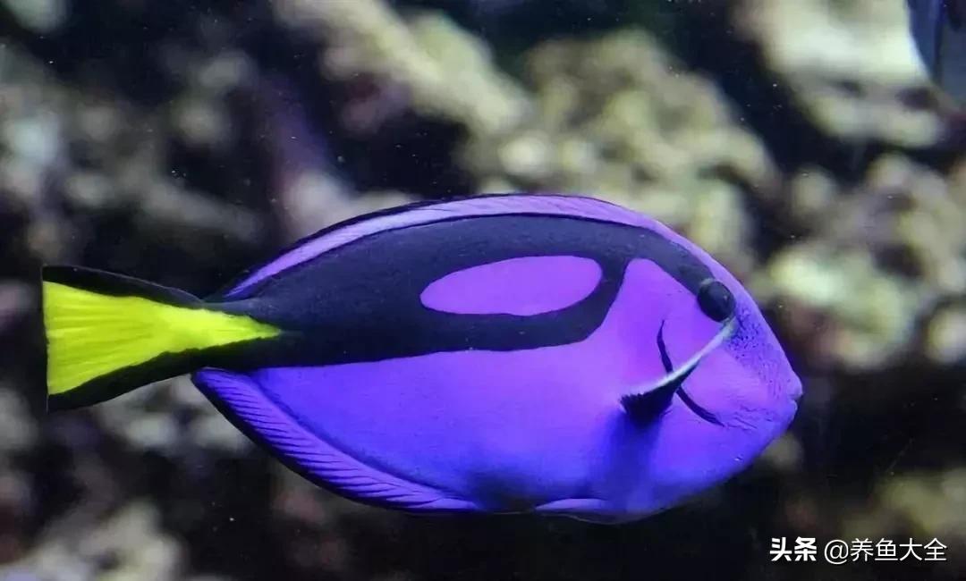 十大观赏鱼漂亮,最有价值的观赏鱼品种有哪些