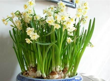 四种有毒花大家必须要了解,和金银花一样的有毒的花是什么