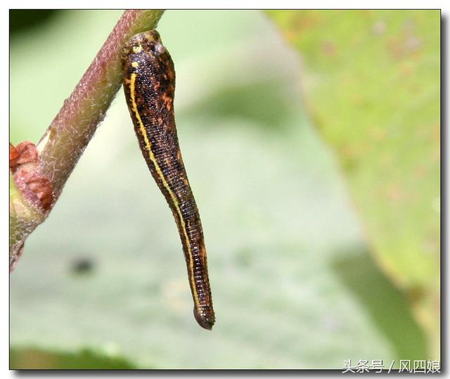 怎么对付草中的蚂蟥,如何对付热带雨林中的蚂蟥