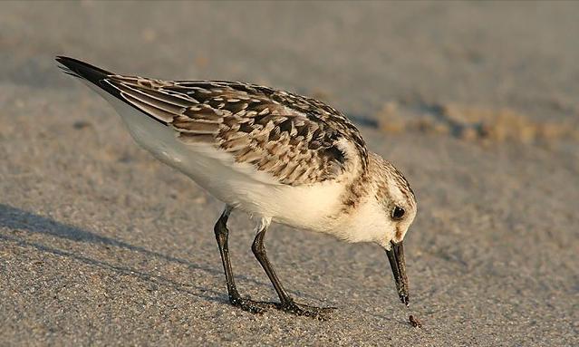 东江揽胜,惠州淡水常见鸟类图谱