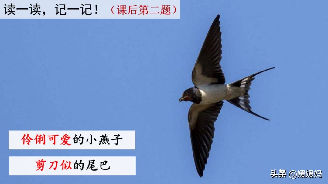 三年级下册第二课燕子的优美语句,燕子课文三年级下册同步练习答案