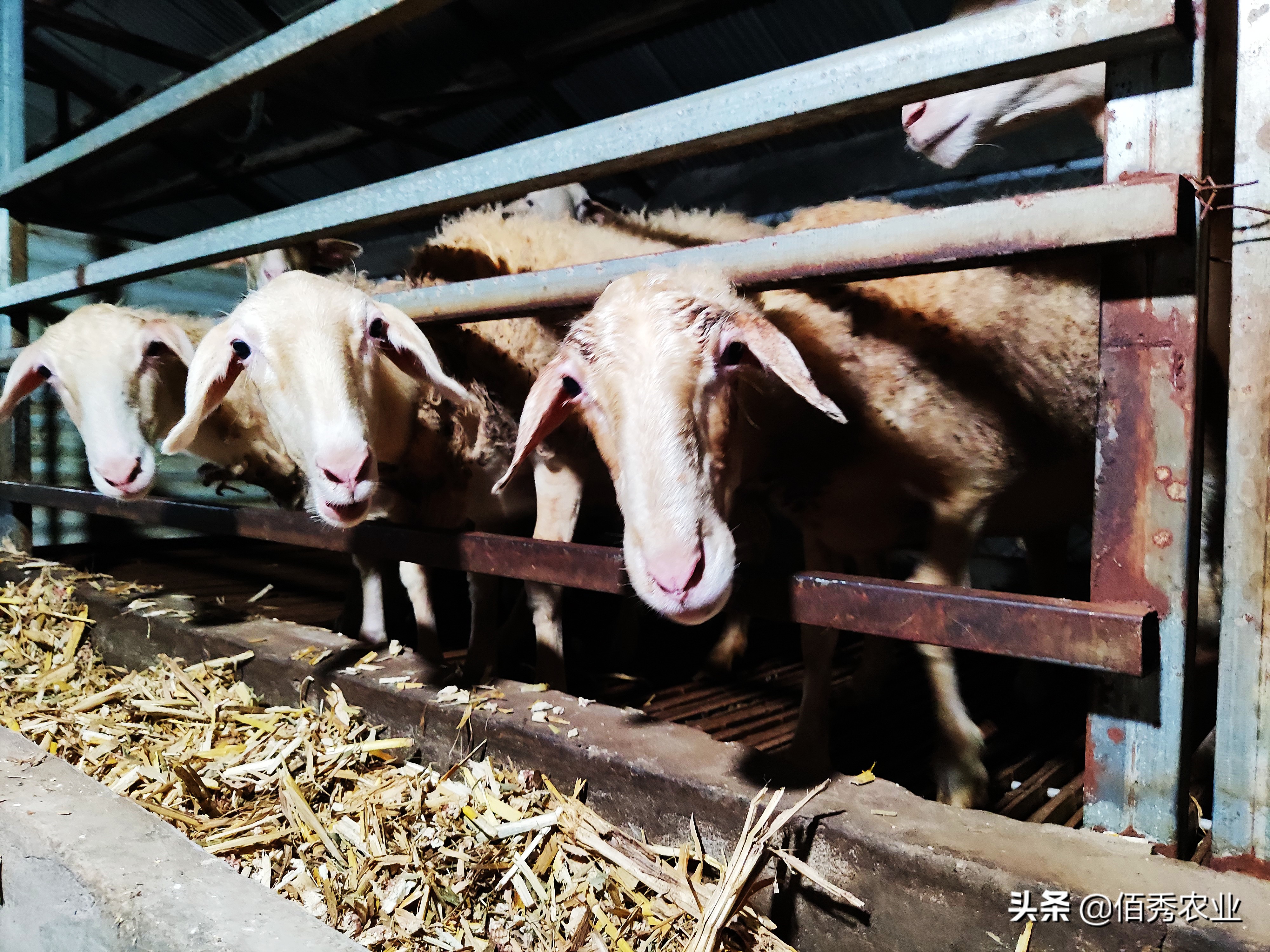 想致富搞养殖养羊好还是养牛好,养羊和养牛哪个更赚钱前途好