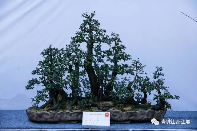 青城山熊猫谷都江堰一日游攻略,熊猫谷青城山都江堰一日游攻略