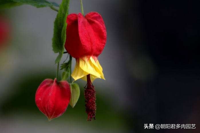 蔓性风铃花开花颜色变淡,蔓性风铃花几年开花