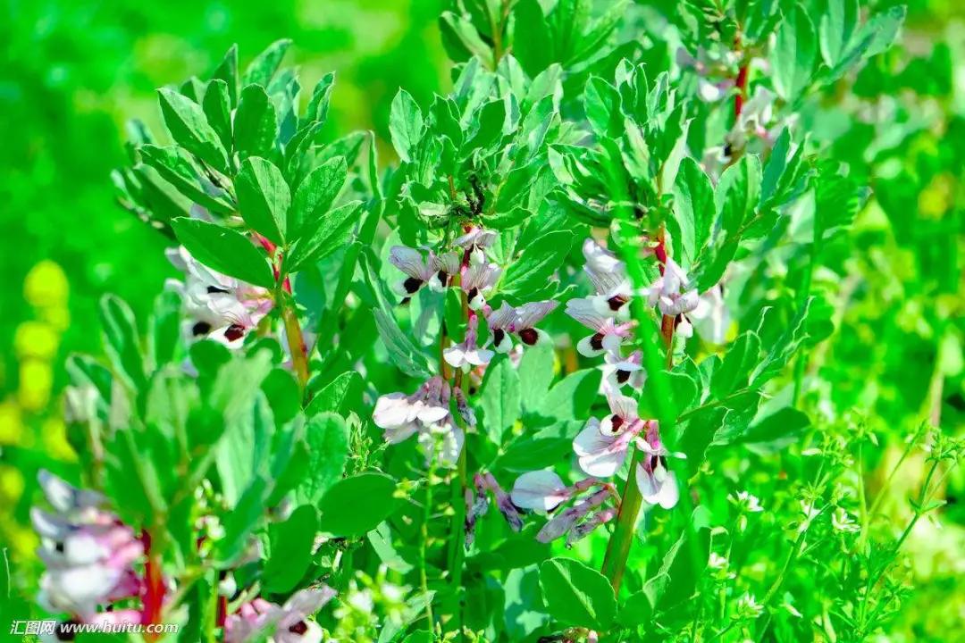 蚕豆病终生都不能吃蚕豆了吗,蚕豆病一生都不能吃蚕豆吗