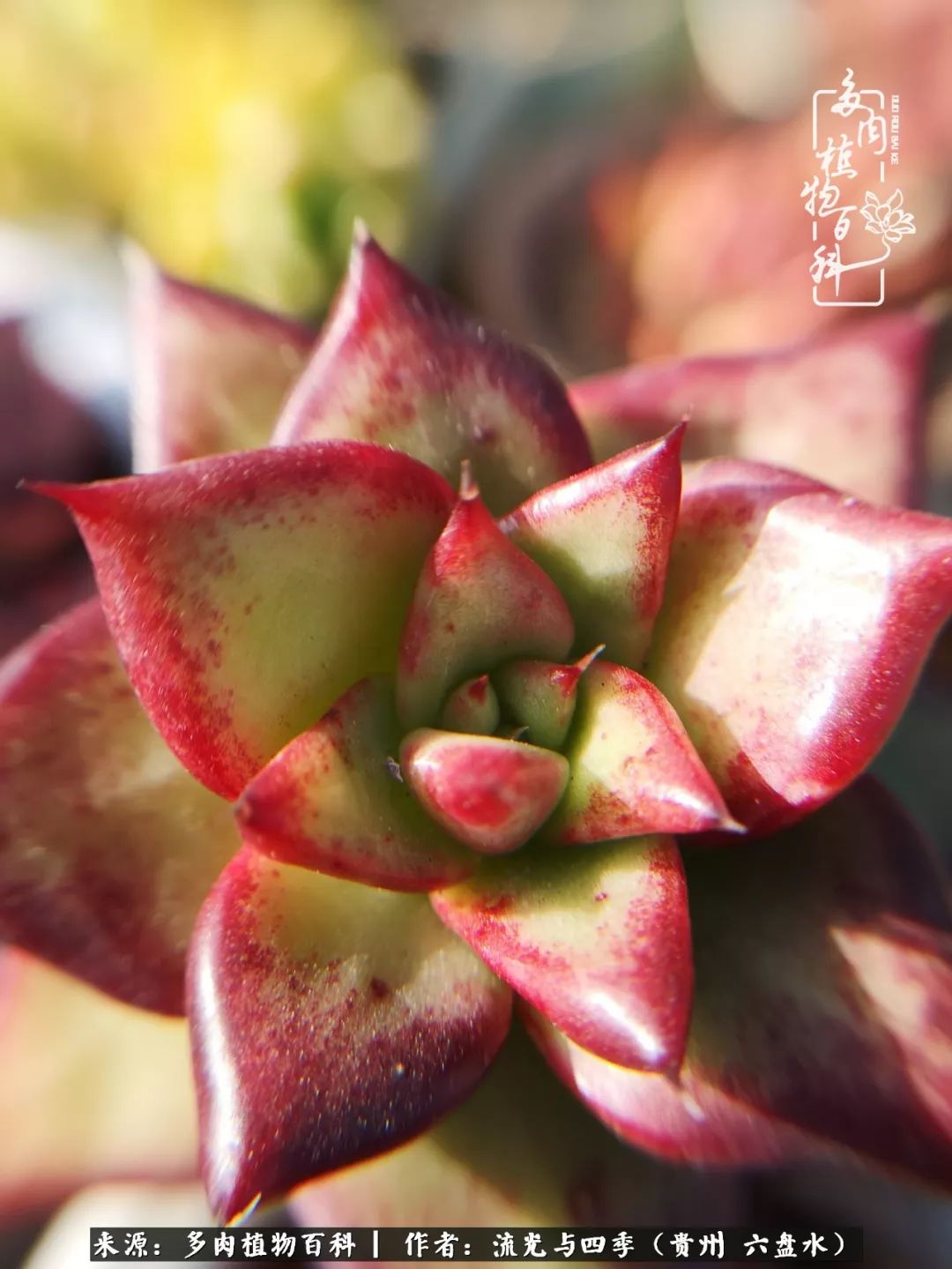 养多肉这几点新手必要知道,在养多肉的路上越走越远