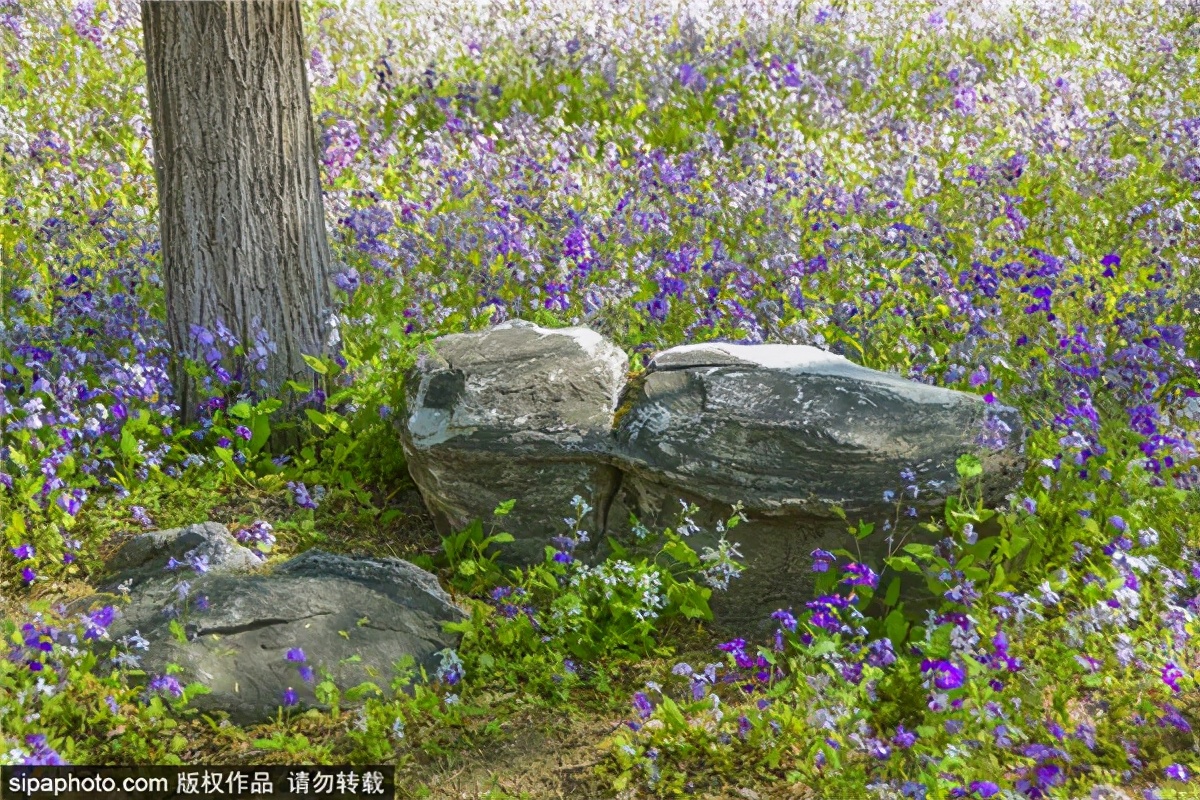 紫色花海好看的地方,北京冷门小众公园藏着粉黛花海