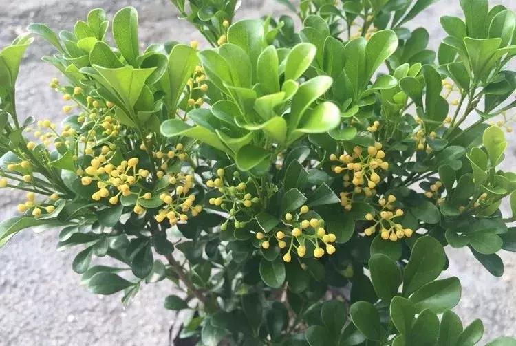 四季常青豆瓣绿能吸甲醛吗,绿色的绿植净化甲醛