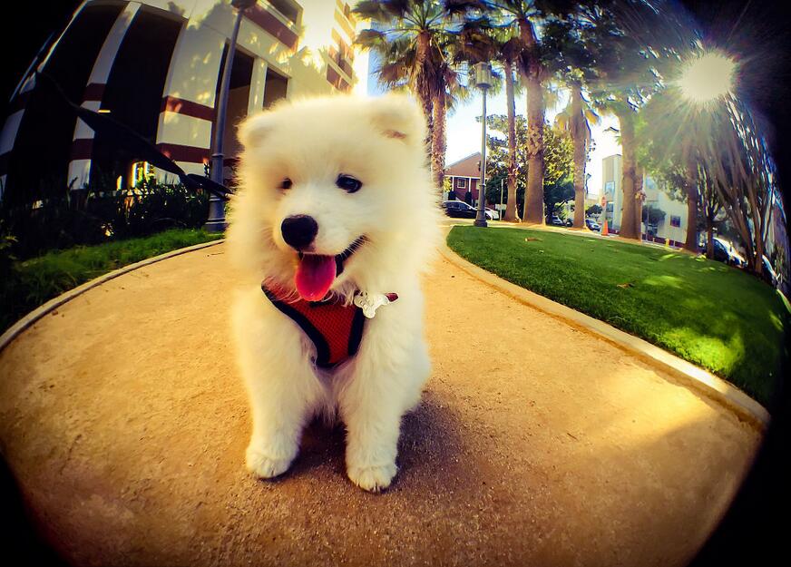 纽顿狗粮全面测评，到底怎么样？