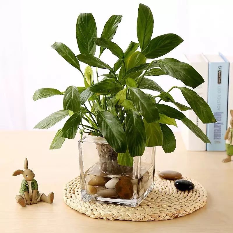 冬天屋内适合什么绿植加湿,冬天室内干燥怎么加湿植物