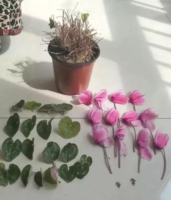 这6种花给点水就爆盆懒人必备,插枝最好养的四种花