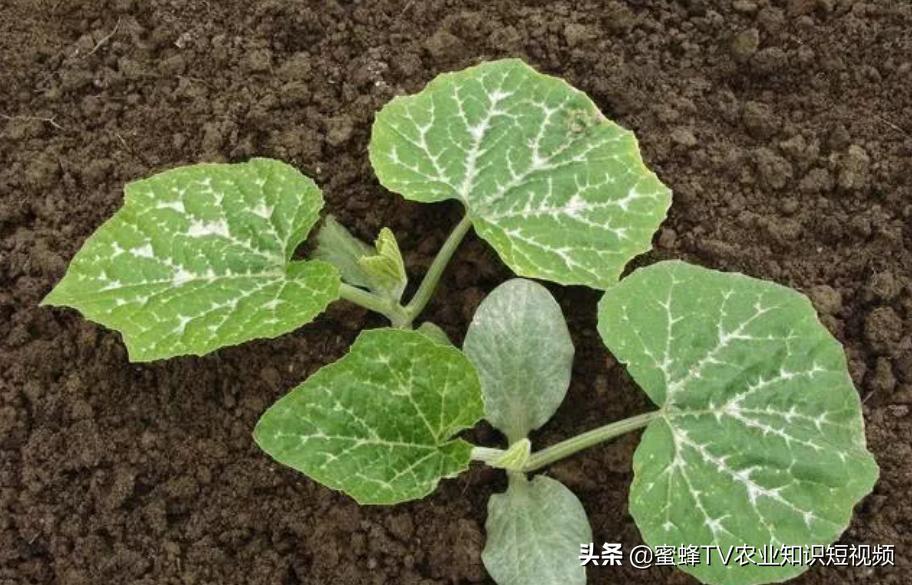 南瓜如何种植才能高产一些,南瓜如何种植能高产