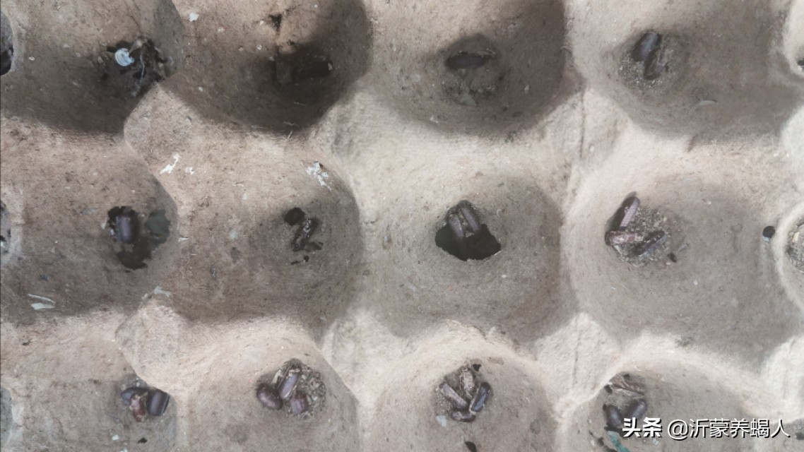 怎样使樱桃蟑螂繁殖更快,樱桃蟑螂单只会繁殖吗