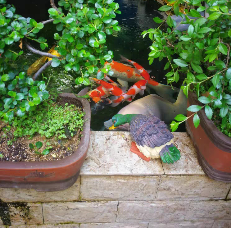 锦鲤趴缸扎堆在上面角落怎么办,室外鱼池冬天锦鲤趴底正常吗