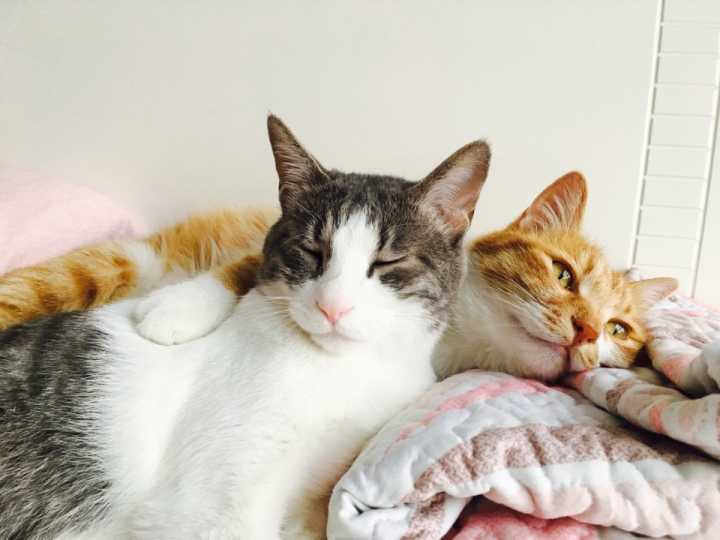 几天没回家猫咪突然变得特别粘人,怎么才能让猫咪变得粘人