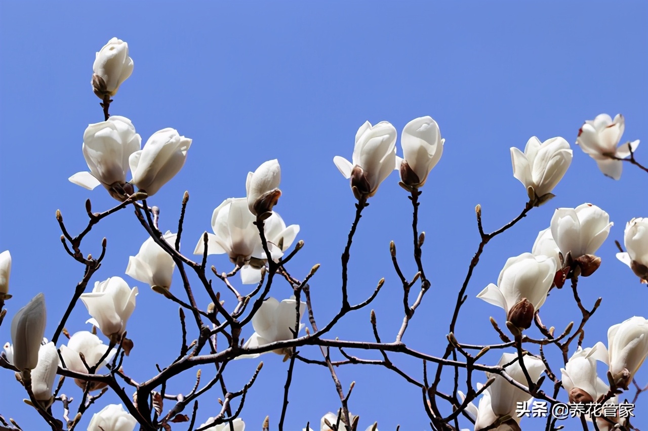 人间二月天歌曲,人间最美二月天图片