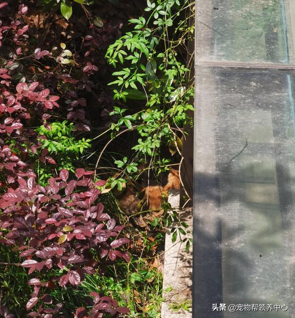 被遗弃的小法斗,法斗被遗弃