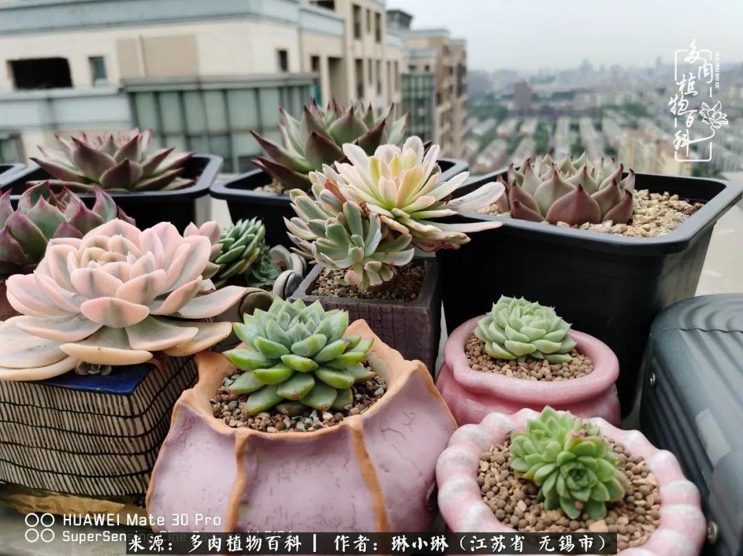 多肉变美是需要时间的,千万别辜负了多肉变美的黄金季节