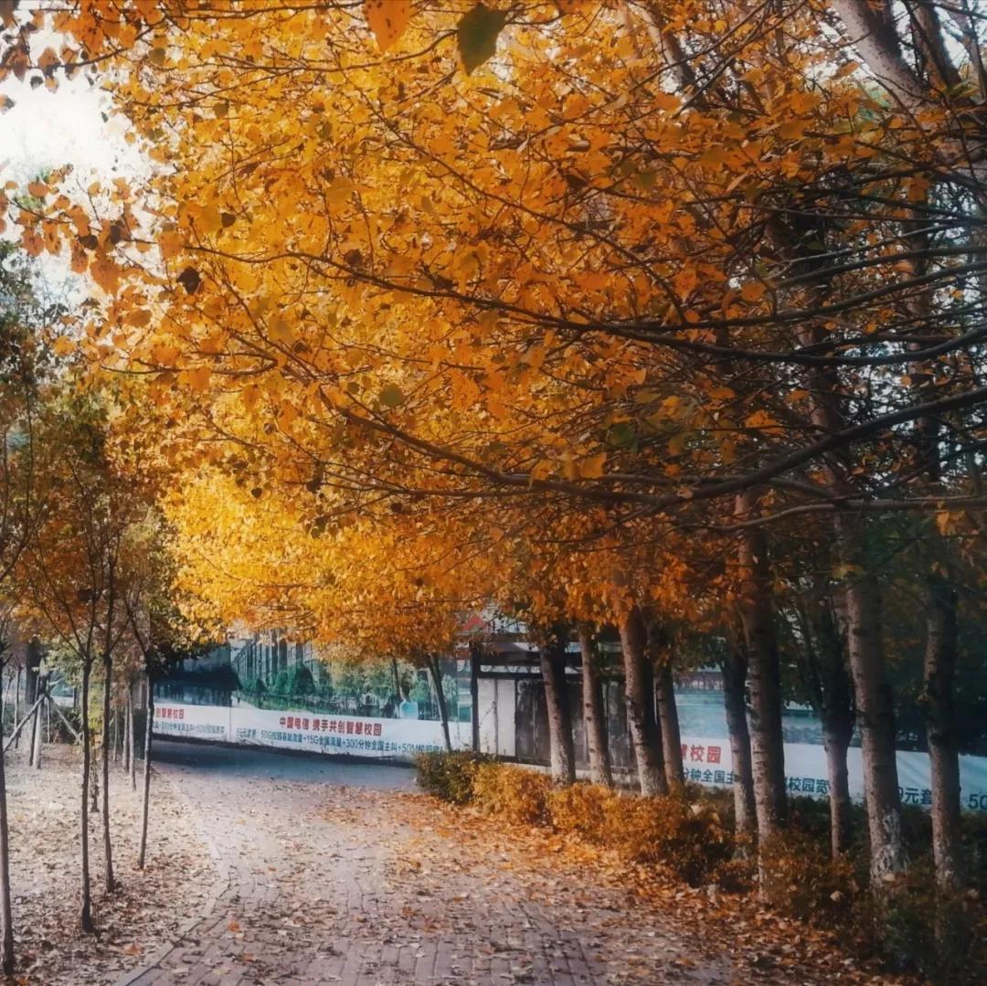 辽宁中医药大学杏林学院独立学院,辽宁中医药大学三个校区