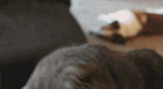 猫咪换牙牙齿是怎么样的,换牙期猫咪牙齿出血怎么办