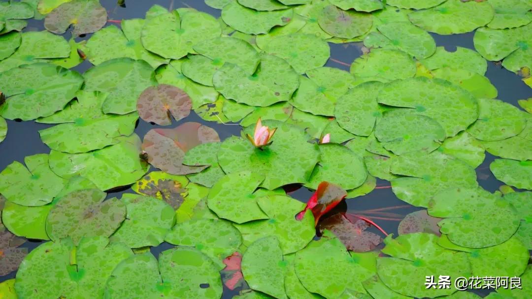 江南最忆是杭州,江南好最忆是杭州朗读