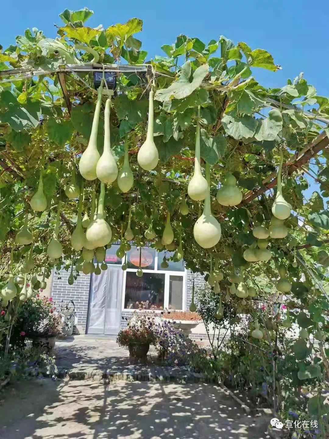 阳原县千年古堡,阳原县古老城堡