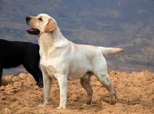 为什么黑色拉布拉多贵,拉布拉多养黑色还是白色