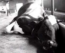 养牛怎么防止中毒,养牛怎样预防农药中毒症状