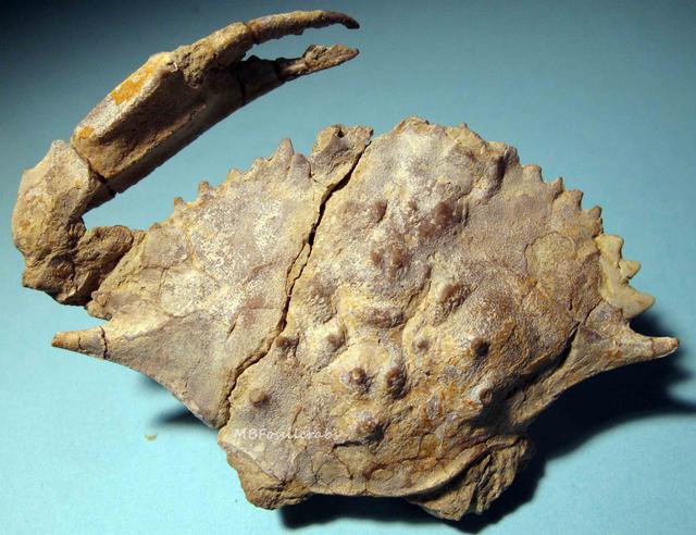 关于螃蟹科普知识,螃蟹科普