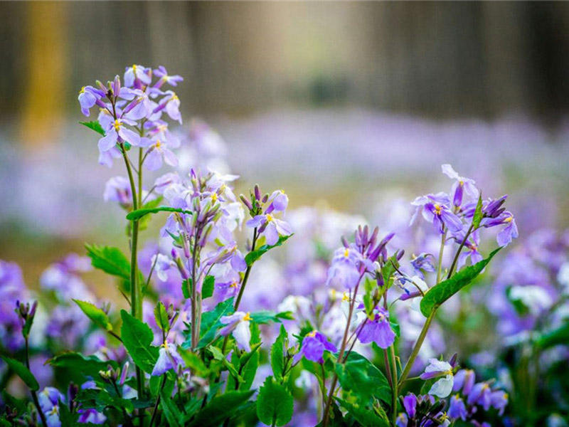 林下种植二月兰,宿根二月兰种植