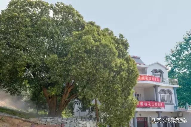 安徽金寨有棵千年“桂花王”，为国内发现最大的桂花树