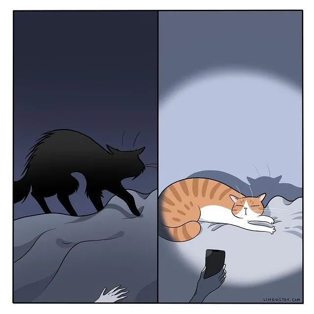 沙雕猫片，笑到床塌！自从做了卑微的铲屎官，比一个人时刺激多了