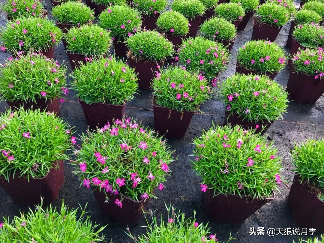 盘点每个世界第一关最强的植物,有哪些可以卡无敌的植物