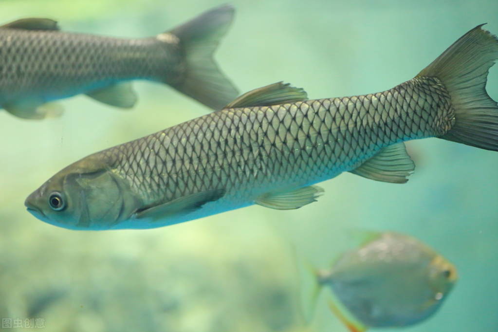 钓草鱼的最佳饵料比例,钓草鱼技巧与多种饵料选择
