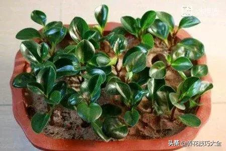 怎样养碧玉叶子又黑又亮又绿,豆瓣碧玉怎么养才能开花