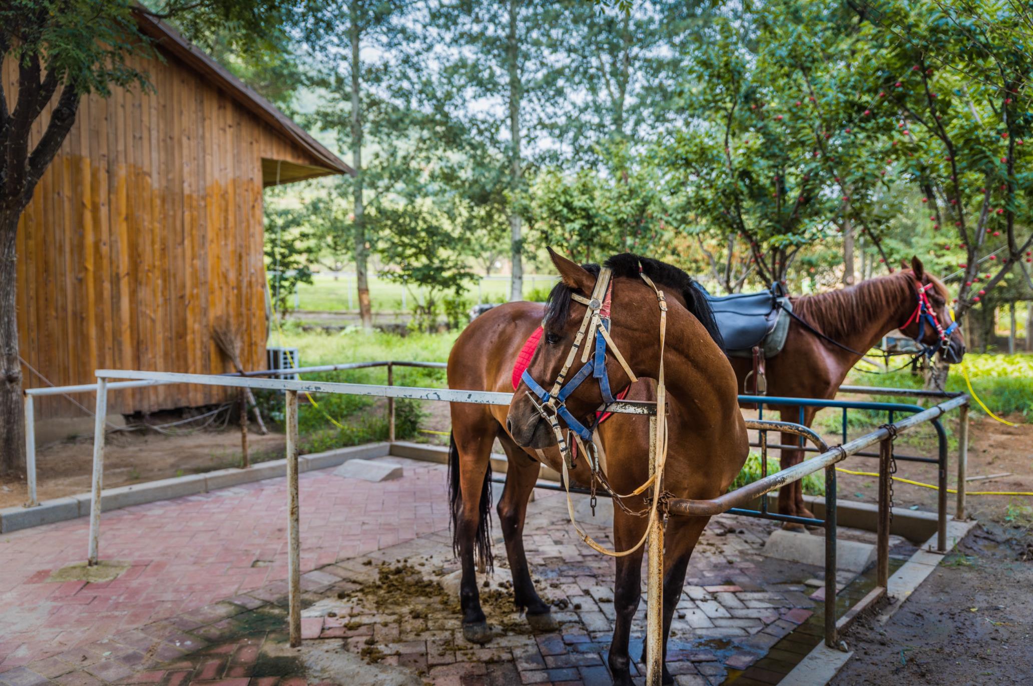 天津亲子游去哪里玩,天津周边自驾亲子游