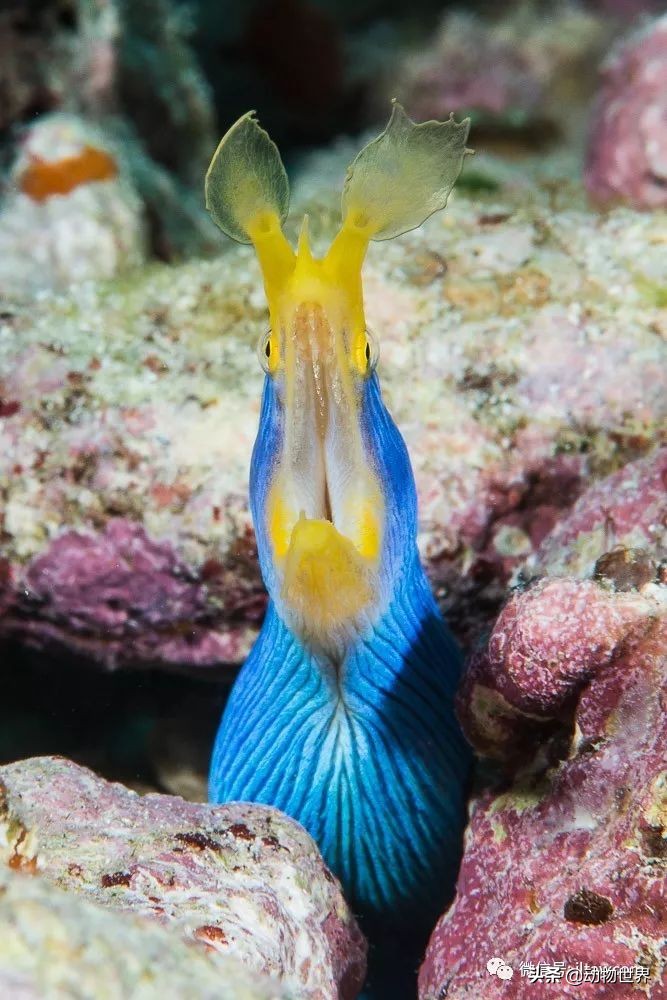 花里胡哨的淡水鱼,奇形怪状的海洋鱼