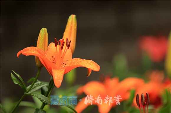 济南夏日风景美如画,济南美如画的地方