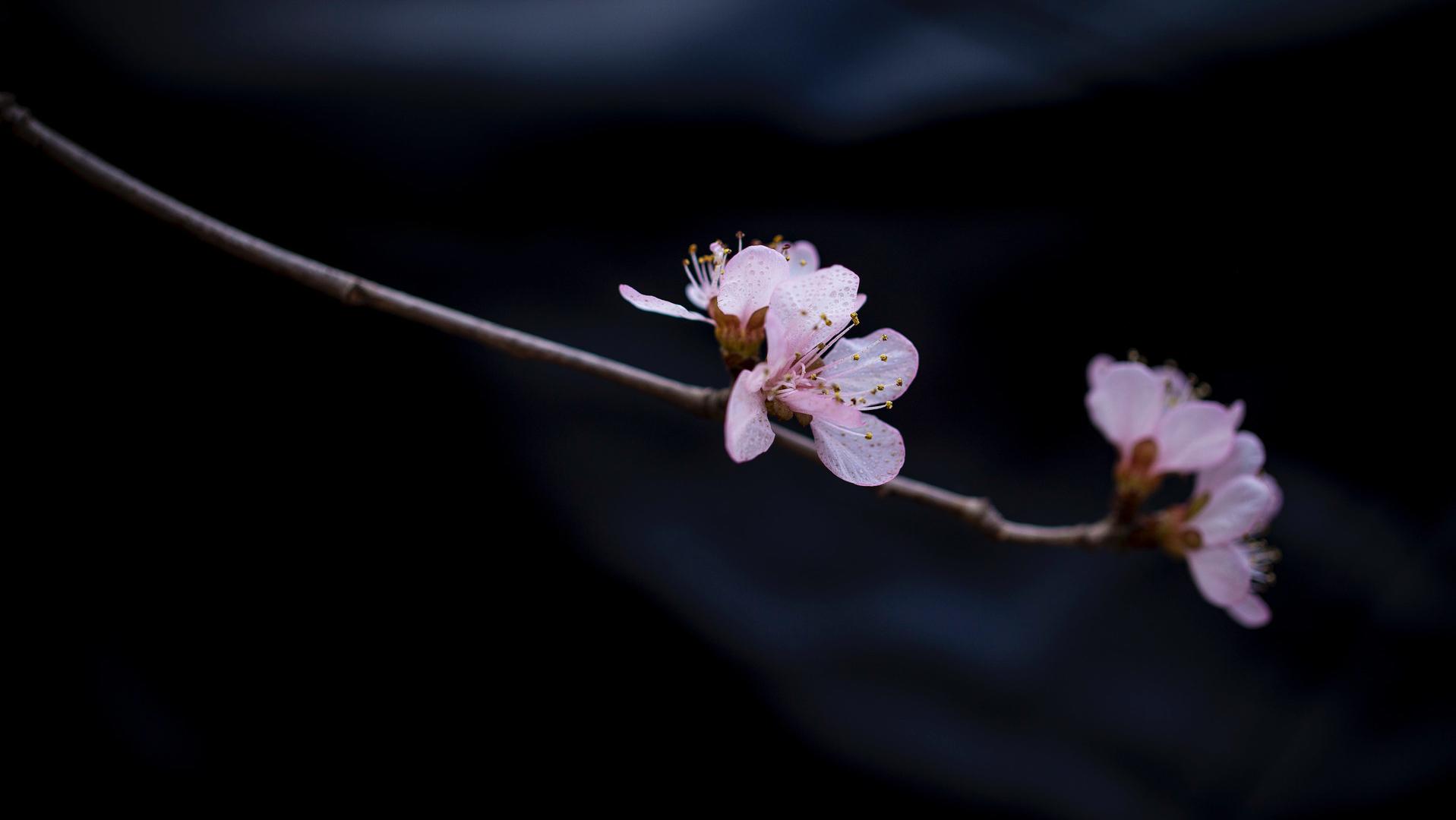 一个人，开始走桃花运，有这三种迹象