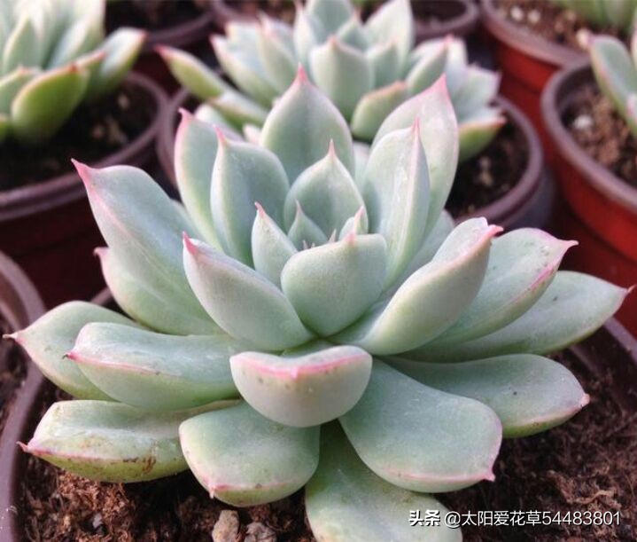 月亮仙子多肉不晒太阳可以吗,多肉月亮仙子能耐几度低温