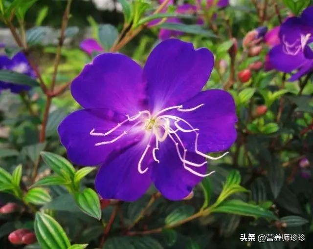 花开似牡丹，果实曾是儿时的零食，根部价值高，只是很多人不知道