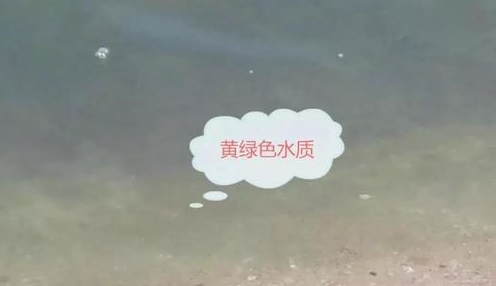 石斑鱼肠炎的症状及治疗方法,石斑鱼白便怎么治疗最好