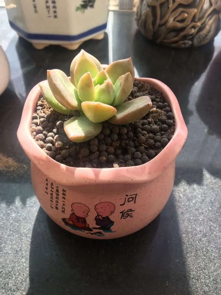 多肉新年寄语,养多肉七八年用心沉淀静待花开